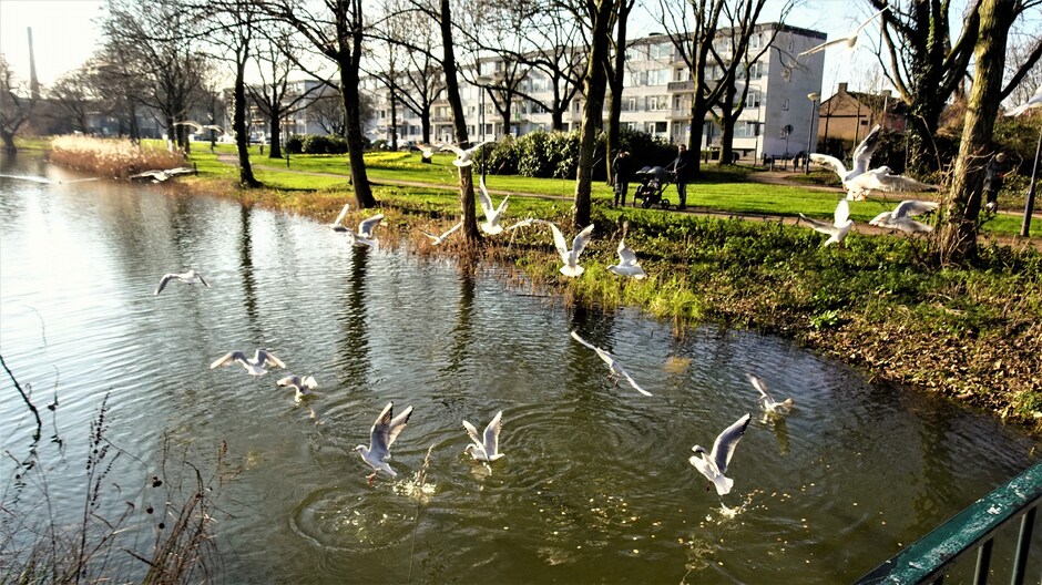 Narcissen, meeuwen en zon tijdens m'n wandeling door 't Liniepark in Breda.