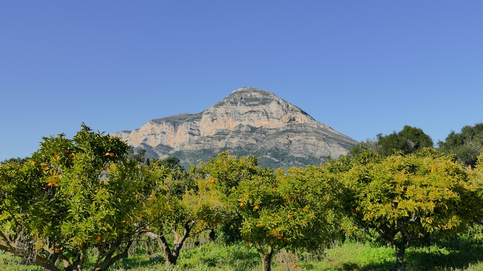 Uitzicht op de Montgo vanmiddag op de voorgrond sinaasappelbomen 