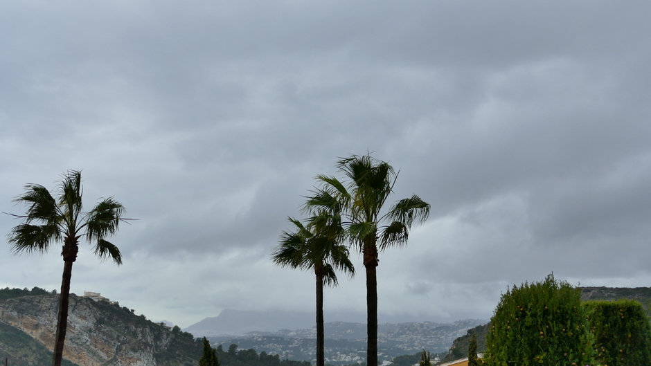 Wuivende palmbomen in de frisse wind en regen 