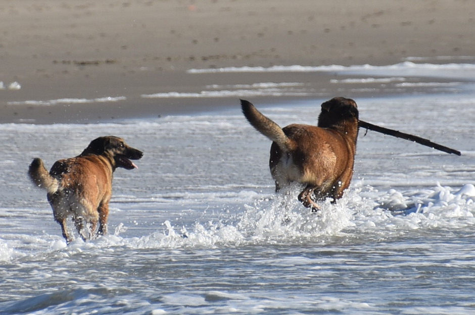 Honden hebben plezier in het zeewater