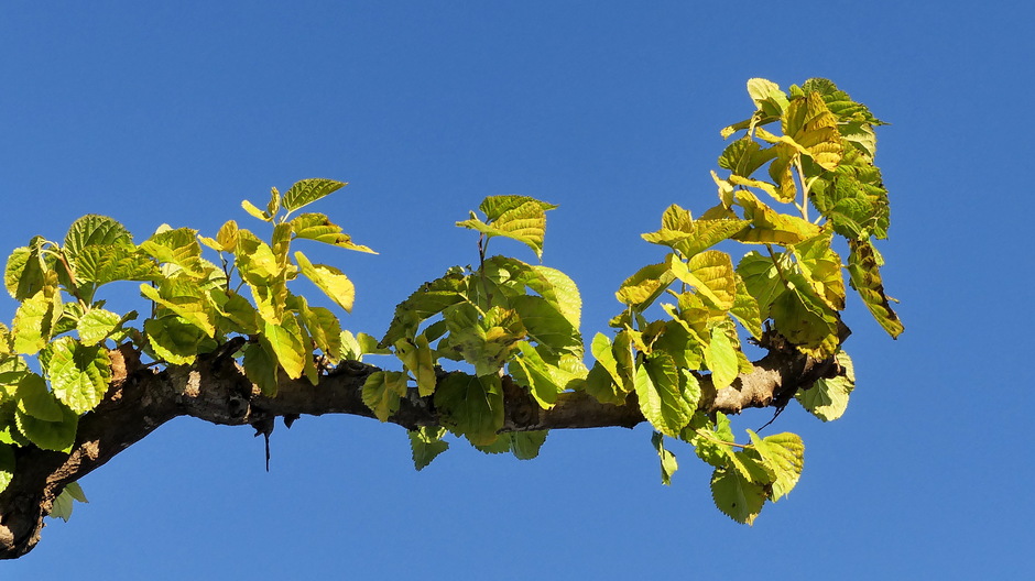 Jong groen blad en strak blauwe lucht