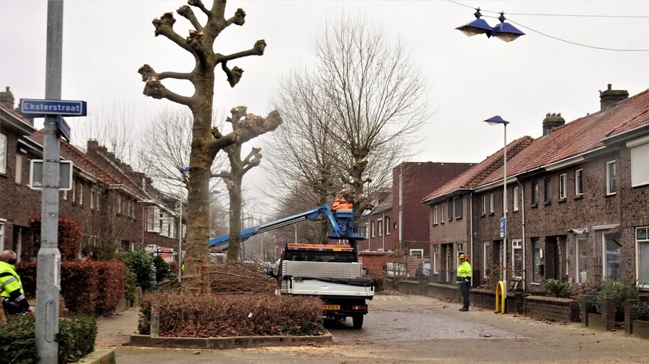 Lichte regen : de hond moest uit en het boomsnoeien ging door in Breda.