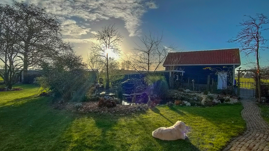 Hond geniet van de zon vanmorgen 