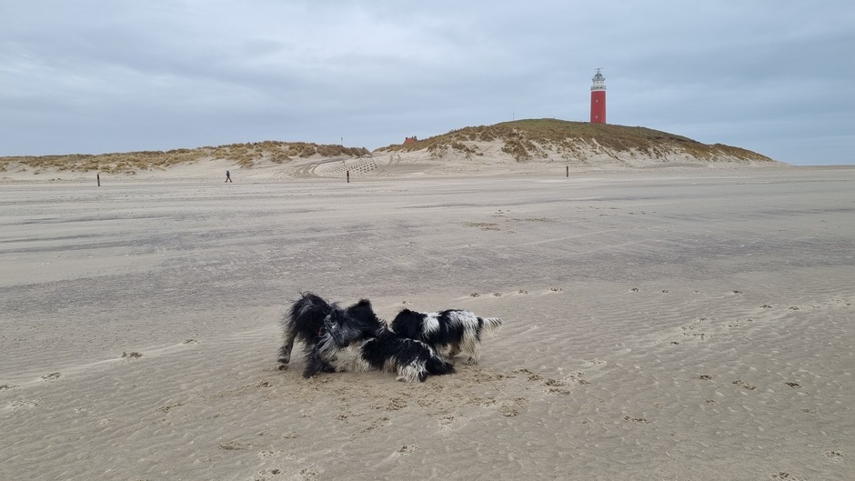 Spelende honden op het strand op Texel