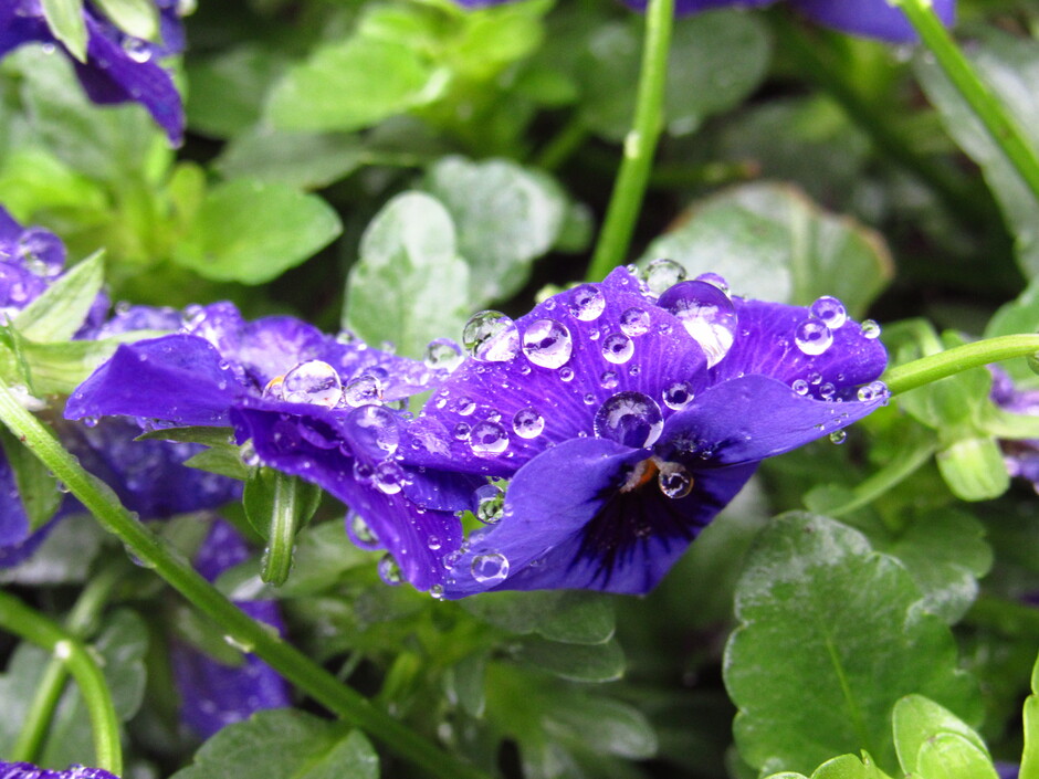 Regendruppeltjes na een regenbuitje op de viooltjes