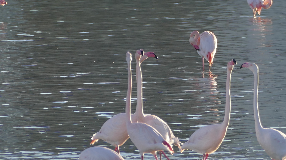 Flamingos in Las Salinas de Calp vanmiddag 