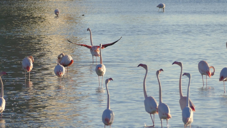 De, Flamingos in Salinas de Calp vanmiddag 
