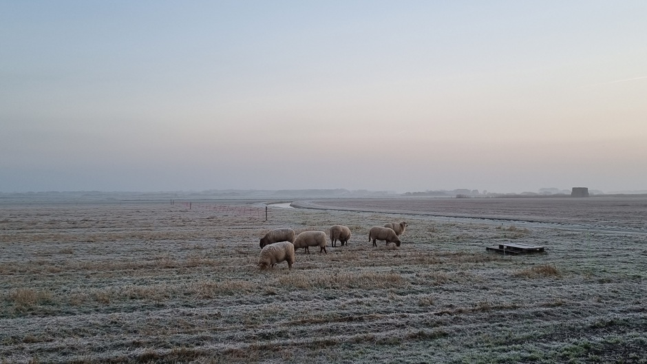 Schapen op een winters Texel