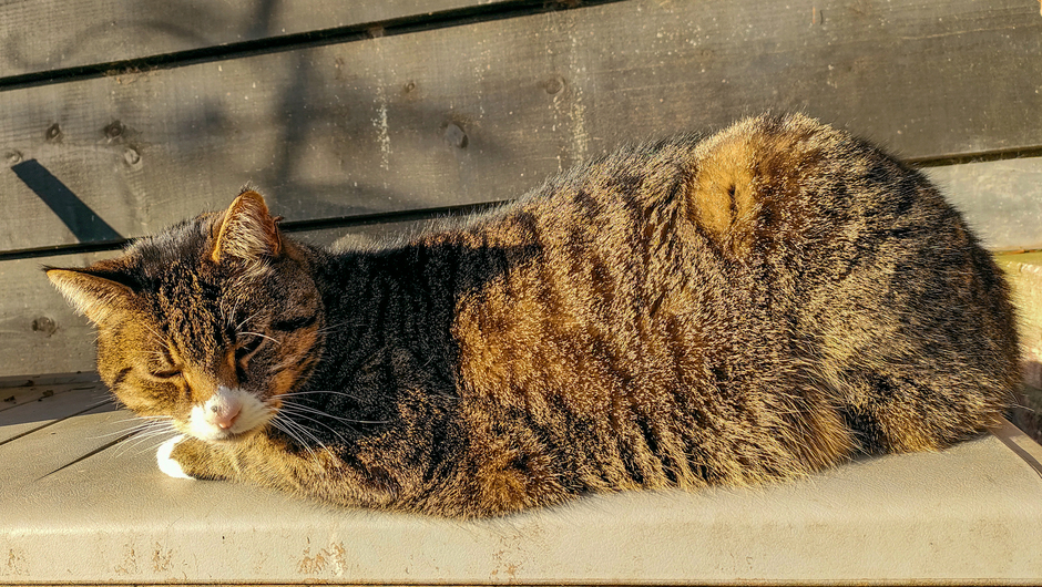 Kat geniet lekker van het zonnetje 