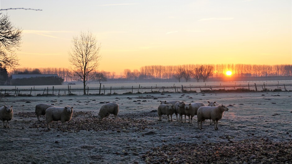 zonsopkomst rijp in de wei en schapen -2 gr