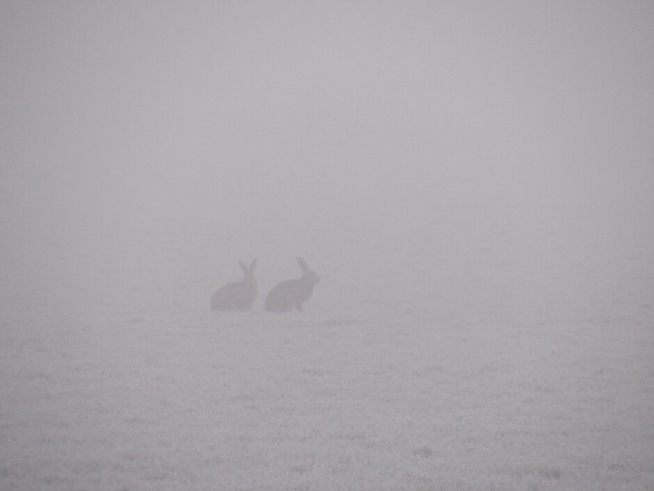 Ze verdwenen in de mist....2 haasjes....