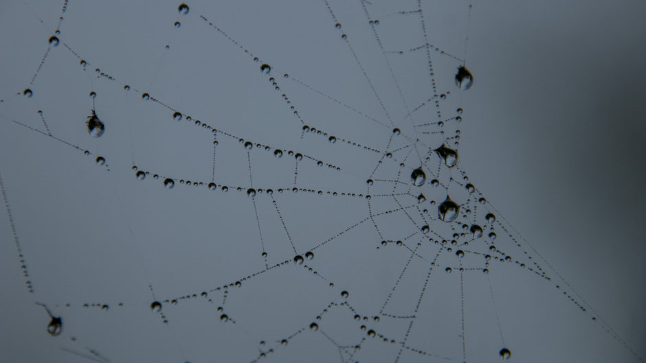 Spinneweb in de mist