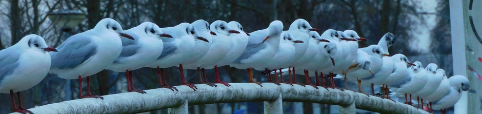zij wachten allemaal op de vogelpedicure voor hun mooie voetjes