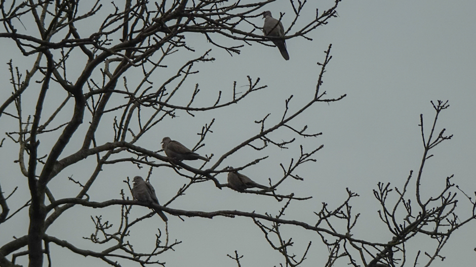 Grijze duiven in een grijze lucht