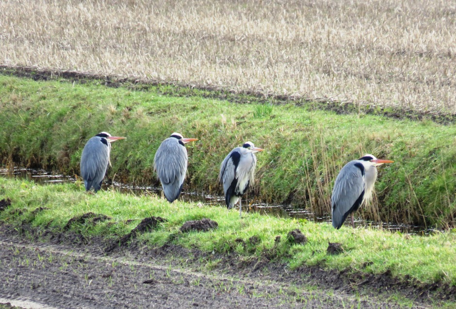 Reigers.