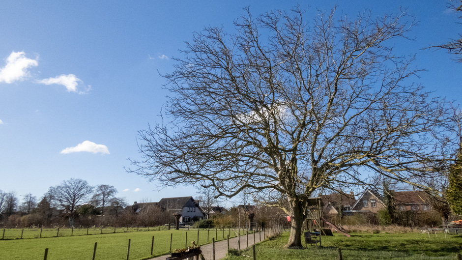 Walnotenboom in een vriendelijke bewolkte blauwe lucht 