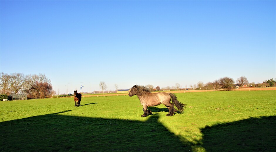 zonnig strak blauwe lucht 5 gr 16.40 uur in de paarden wei