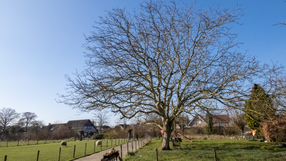 Walnotenboom in een Strakblauwe lucht met koude wind 