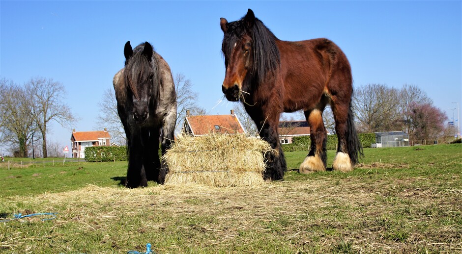 zonnig strak blauwe lucht 8 gr paarden aan het hooi