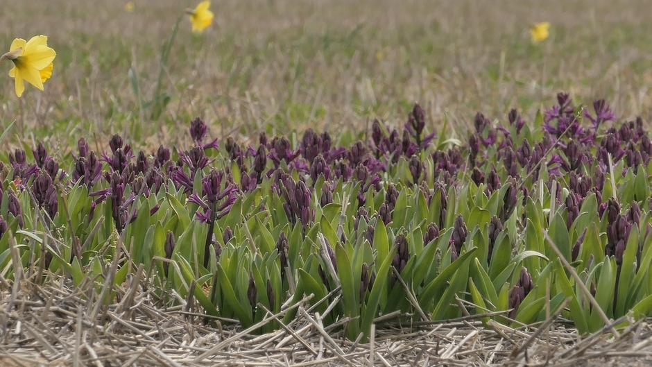 Hyacinten op kleur
