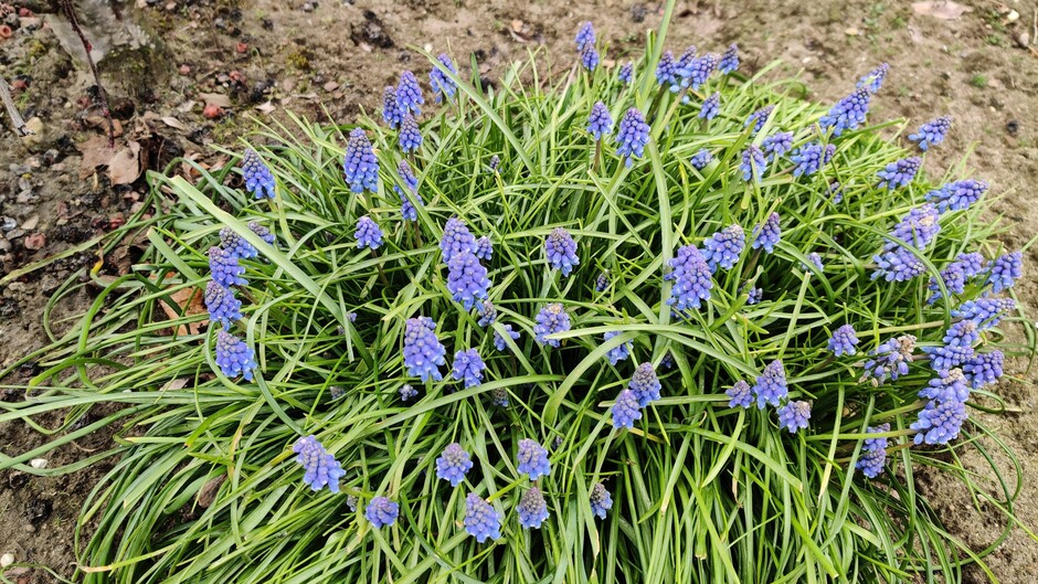 Blauwedruifjes-voorjaar.