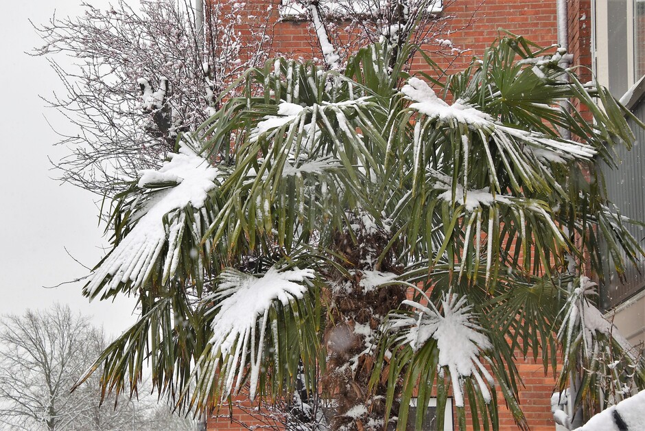 Palmbladeren vol sneeuw