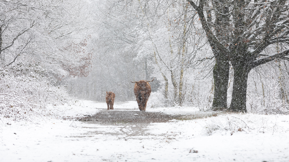 Sneeuw in Brabant