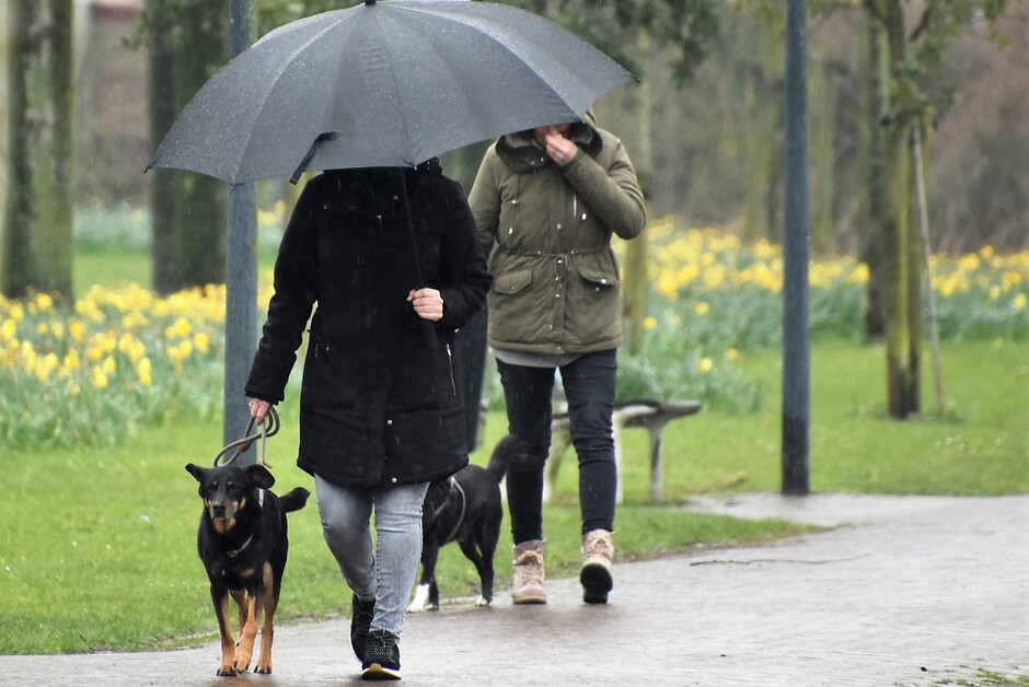 Regen,hondenweer