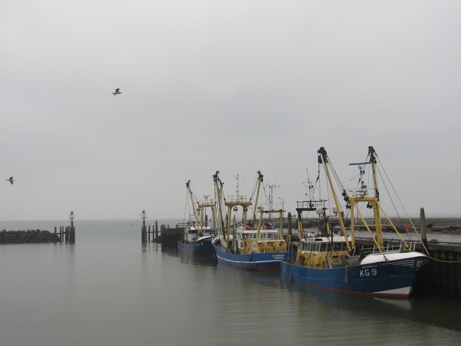 De visserskotters zorgen voor wat kleur op deze grijze, regenachtige dag, vanmorgen bij de Oude-Haven in Colijnsplaat, Zeeland.