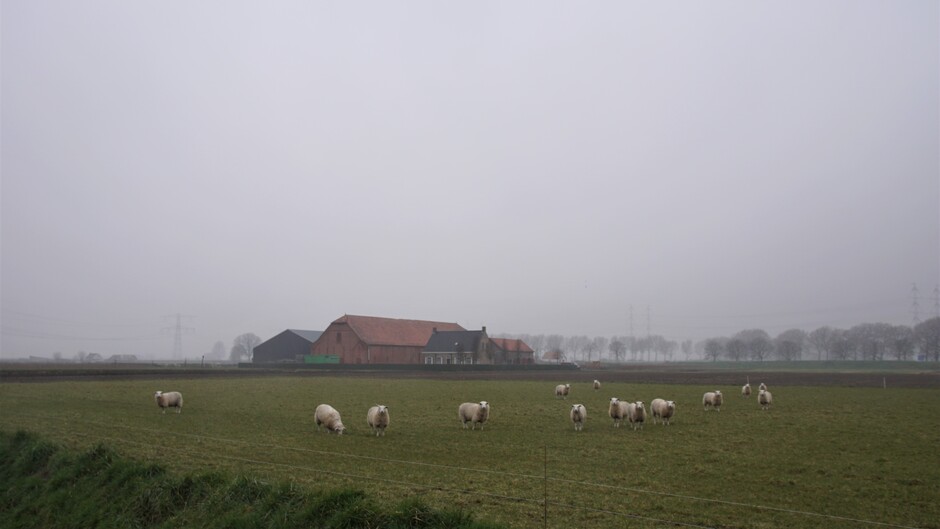 grijs en miezerig weer 7 gr schapen in de polder