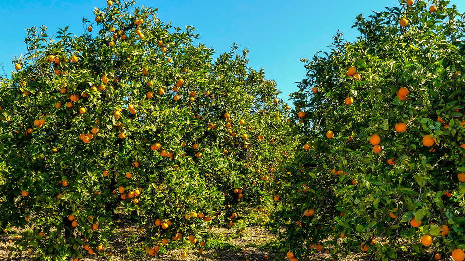 Sinaasappelboomgaard