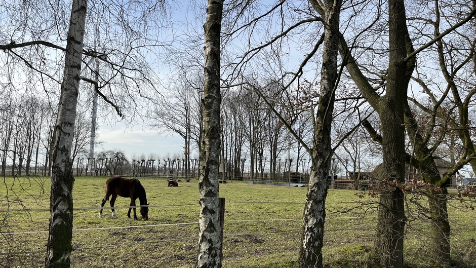 Paard geniet van het jonge gras.