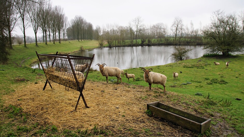 grijs en regenachtig weer vanmorgen 9 gr bij de weel schapen
