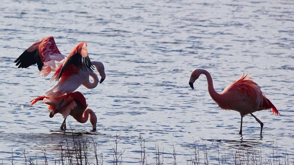 Flamingo’s weten Zwillbrock weer te vinden