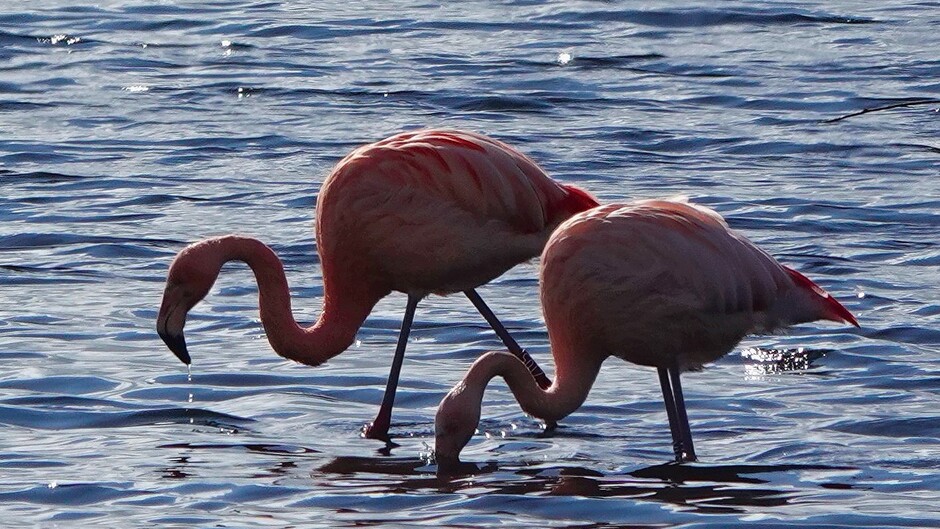 Flamingo's in natuurgebied Zwillbrock