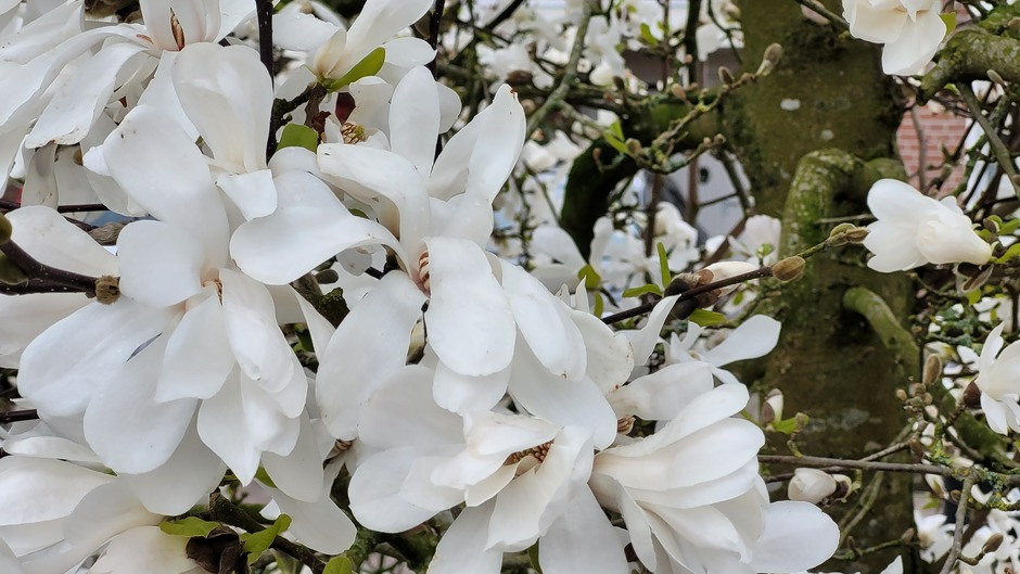 Magnolia 