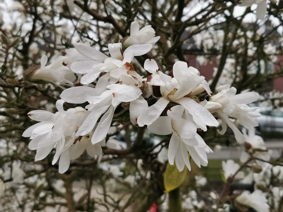 De magnolia krijgt  al bruine vlekjes van de regen