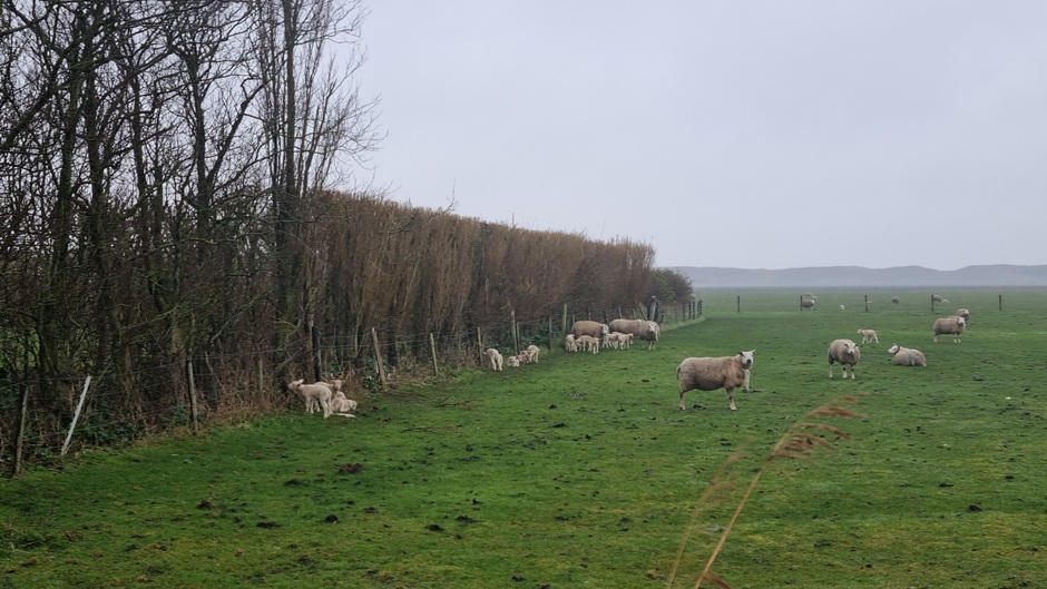 Lammetjes zoeken beschutting op Texel