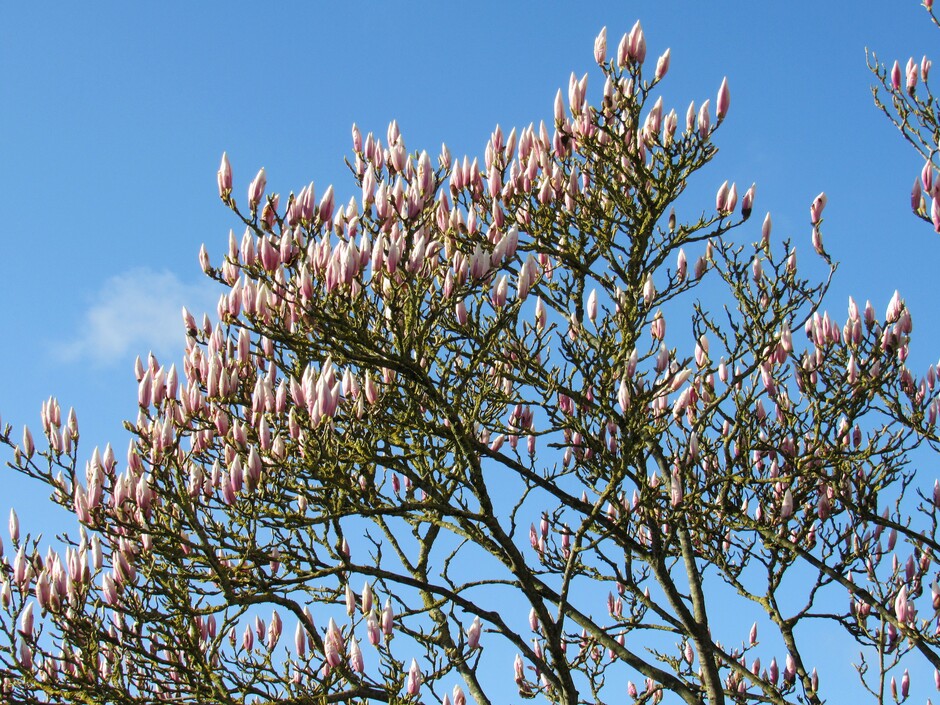 De "Tulpenboom" genaamd Magnolia volop in bloei