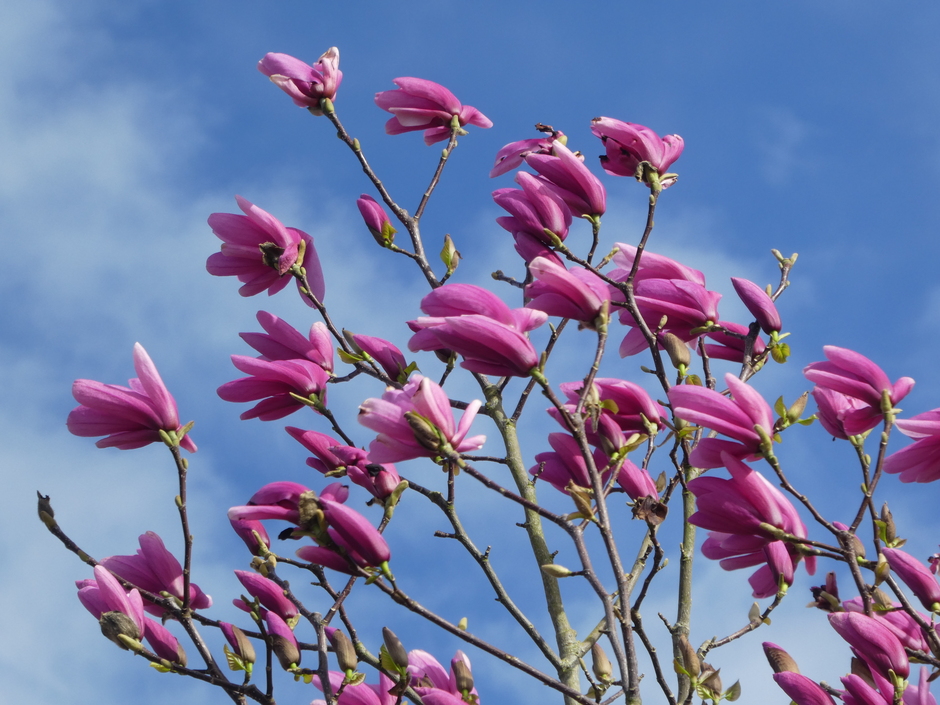 Magnolia bloemen in de straffe wind