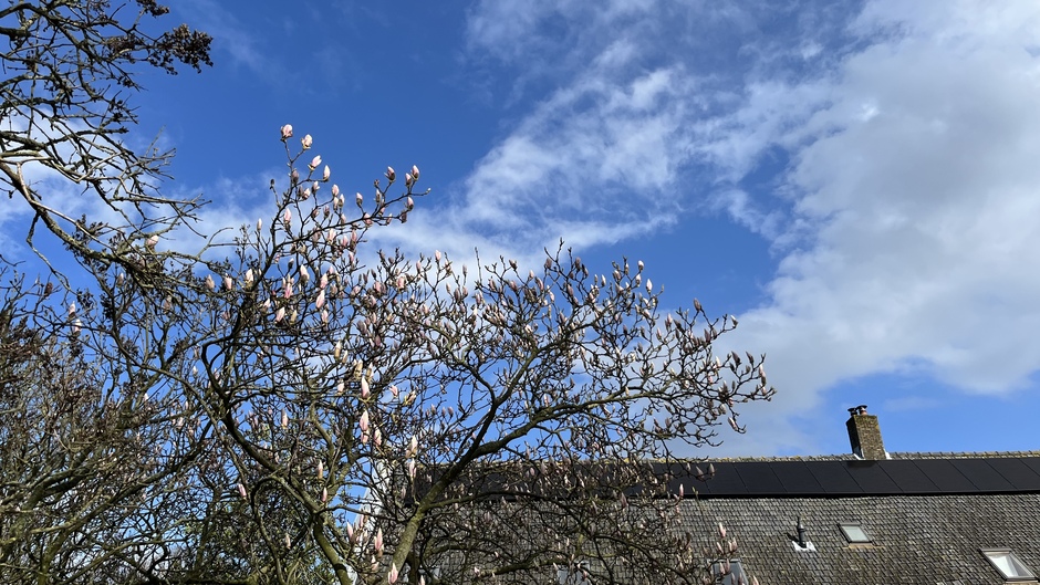 De magnolia bijna in bloei. Lente.