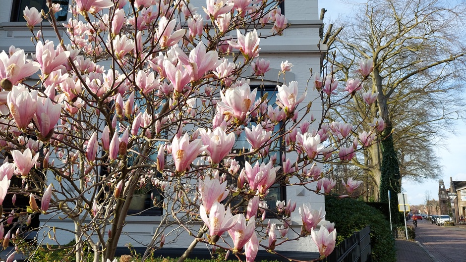 Magnolia volop in bloei, in Gilze