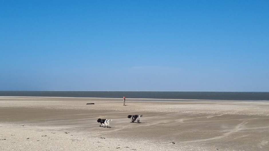 Neuzen in de wind op Texel