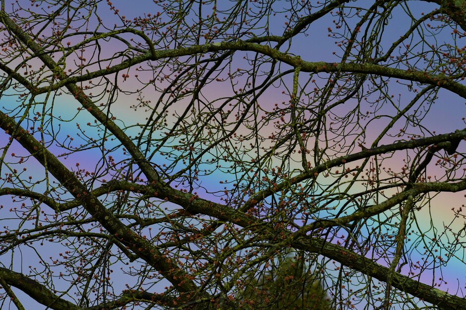 Eens een keer wat anders, niet het ochtendrood wat door de bomen schijnt maar een Regenboog 