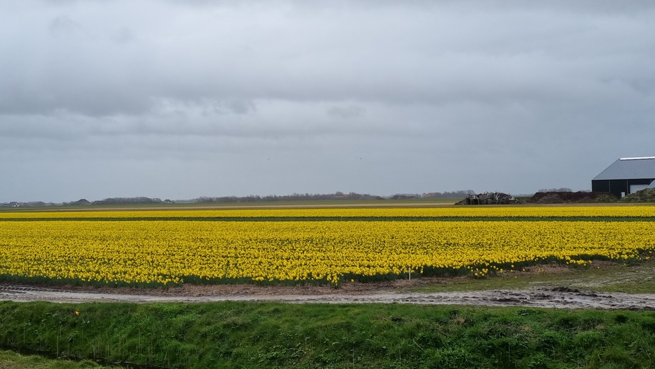 Wolkenpartijen boven de narcissen op Texel