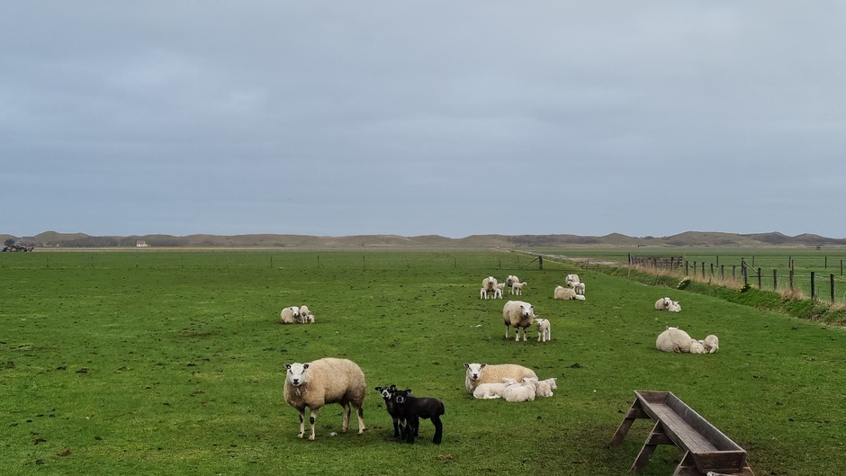 Lammetjes op een grijze ochtend op Texel