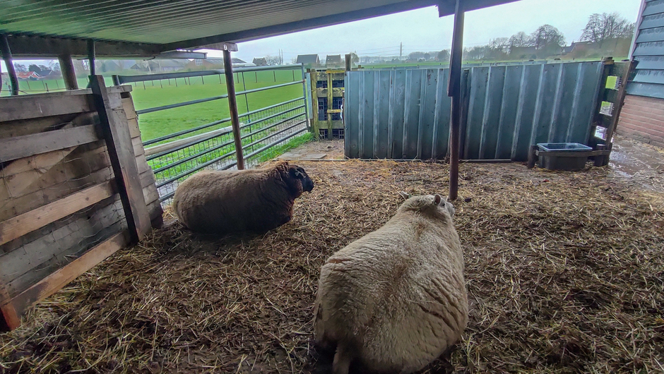 Zwangere schapen wachten tot het droog is 