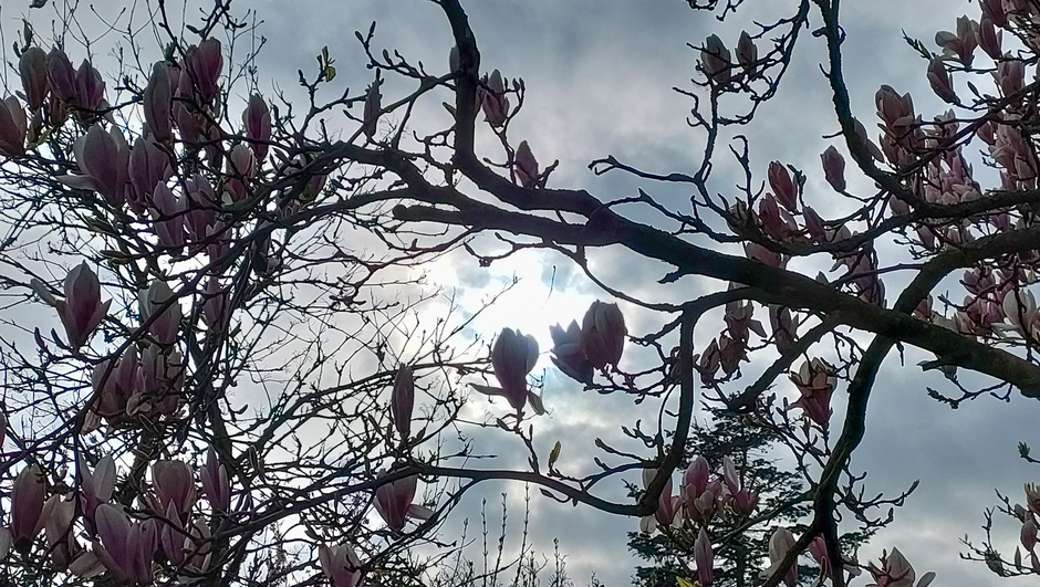 Magnolia in de zon