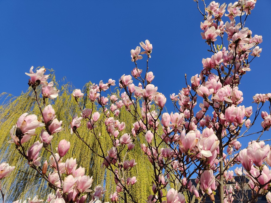 Prachtig blauw en de magnolia struik in volle bloei. 