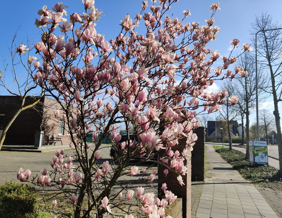 Mooi zonnig, prachtige magnolia struik.